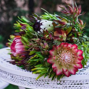 Shop king proteas online pretoria centurian south africa protea groves