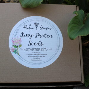 King Protea Seed Starter Kit