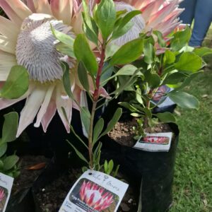 King Protea Plant